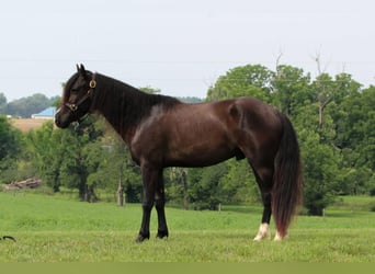 Meer ponys/kleine paarden, Ruin, 3 Jaar, 132 cm, Zwart