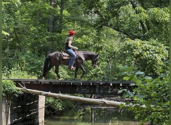 Meer ponys/kleine paarden, Ruin, 3 Jaar, 132 cm, Zwart