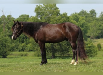 Meer ponys/kleine paarden, Ruin, 3 Jaar, 132 cm, Zwart