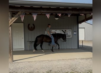 Meer ponys/kleine paarden, Ruin, 3 Jaar, 132 cm, Zwart