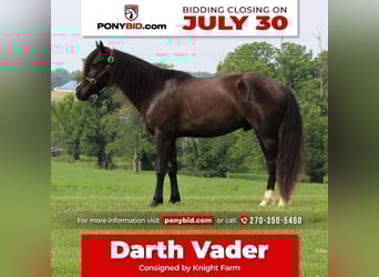 Meer ponys/kleine paarden, Ruin, 3 Jaar, 132 cm, Zwart