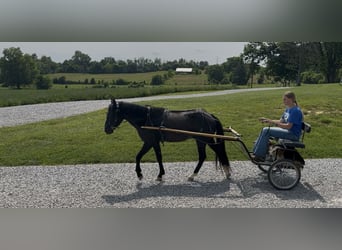 Meer ponys/kleine paarden, Ruin, 3 Jaar, 132 cm, Zwart