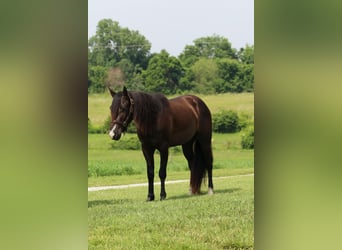 Meer ponys/kleine paarden, Ruin, 3 Jaar, 132 cm, Zwart