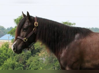 Meer ponys/kleine paarden, Ruin, 3 Jaar, 132 cm, Zwart