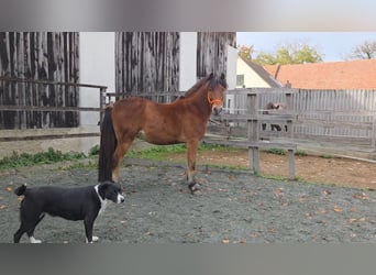 Meer ponys/kleine paarden Mix, Ruin, 3 Jaar, 140 cm, Bruin