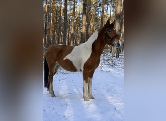 Meer ponys/kleine paarden Mix, Ruin, 3 Jaar, 140 cm
