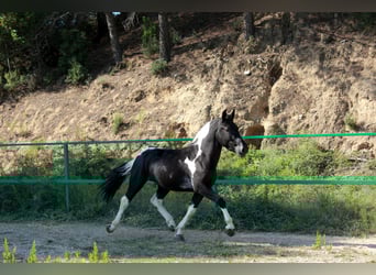 Meer ponys/kleine paarden, Ruin, 3 Jaar, 144 cm, Gevlekt-paard