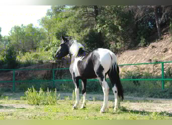 Meer ponys/kleine paarden, Ruin, 3 Jaar, 144 cm, Gevlekt-paard
