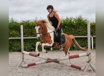 Meer ponys/kleine paarden, Ruin, 3 Jaar, 145 cm, Gevlekt-paard