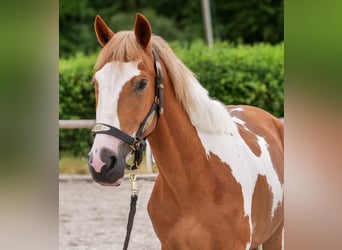 Meer ponys/kleine paarden, Ruin, 3 Jaar, 145 cm, Gevlekt-paard
