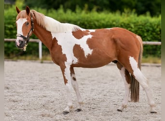 Meer ponys/kleine paarden, Ruin, 3 Jaar, 145 cm, Gevlekt-paard