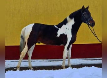 Meer ponys/kleine paarden, Ruin, 3 Jaar, 145 cm, Gevlekt-paard