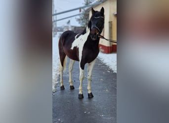 Meer ponys/kleine paarden, Ruin, 3 Jaar, 145 cm, Gevlekt-paard