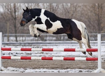 Meer ponys/kleine paarden, Ruin, 3 Jaar, 145 cm, Gevlekt-paard