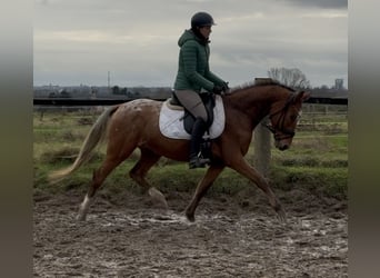 Meer ponys/kleine paarden, Ruin, 3 Jaar, 149 cm, Appaloosa
