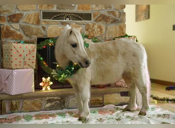 Meer ponys/kleine paarden, Ruin, 3 Jaar, 94 cm, Palomino