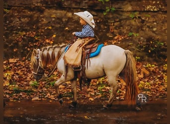 Meer ponys/kleine paarden, Ruin, 4 Jaar, 102 cm, Falbe