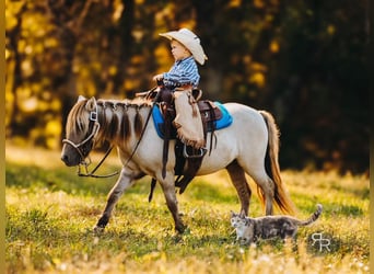 Meer ponys/kleine paarden, Ruin, 4 Jaar, 102 cm, Falbe