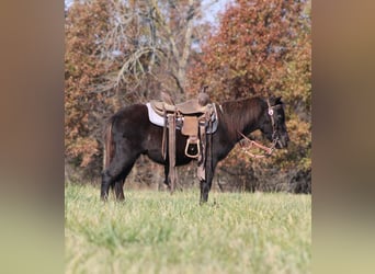 Meer ponys/kleine paarden, Ruin, 4 Jaar, 102 cm, Zwart