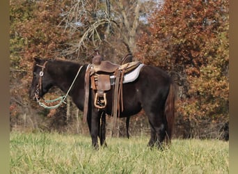 Meer ponys/kleine paarden, Ruin, 4 Jaar, 102 cm, Zwart
