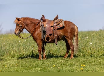 Meer ponys/kleine paarden, Ruin, 4 Jaar, 104 cm, Roodvos