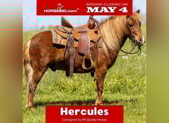 Meer ponys/kleine paarden, Ruin, 4 Jaar, 104 cm, Roodvos