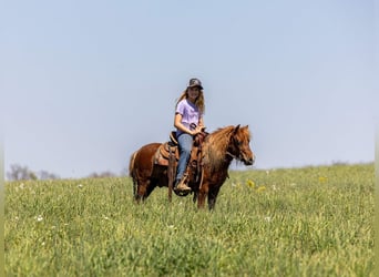 Meer ponys/kleine paarden, Ruin, 4 Jaar, 104 cm, Roodvos