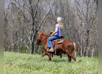 Meer ponys/kleine paarden, Ruin, 4 Jaar, 104 cm, Roodvos