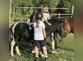 Meer ponys/kleine paarden, Ruin, 4 Jaar, 106 cm, Gevlekt-paard