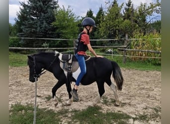 Meer ponys/kleine paarden, Ruin, 4 Jaar, 106 cm, Gevlekt-paard