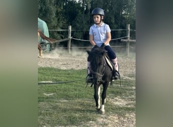 Meer ponys/kleine paarden, Ruin, 4 Jaar, 106 cm, Gevlekt-paard