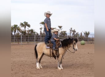 Meer ponys/kleine paarden, Ruin, 4 Jaar, 107 cm, Buckskin