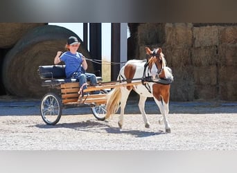 Meer ponys/kleine paarden, Ruin, 4 Jaar, 107 cm, Gevlekt-paard