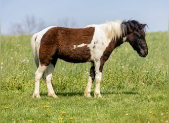 Meer ponys/kleine paarden, Ruin, 4 Jaar, 107 cm, Gevlekt-paard