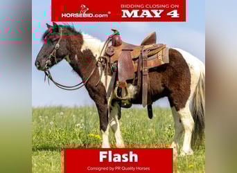 Meer ponys/kleine paarden, Ruin, 4 Jaar, 107 cm, Gevlekt-paard