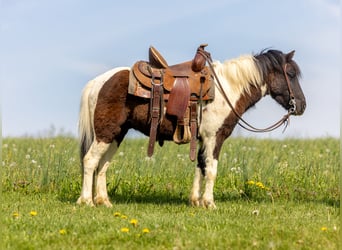 Meer ponys/kleine paarden, Ruin, 4 Jaar, 107 cm, Gevlekt-paard