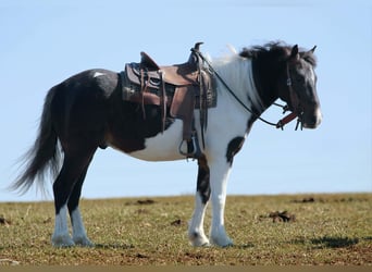 Meer ponys/kleine paarden, Ruin, 4 Jaar, 112 cm, Gevlekt-paard