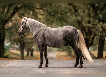 Meer ponys/kleine paarden, Ruin, 4 Jaar, 112 cm, Schimmel