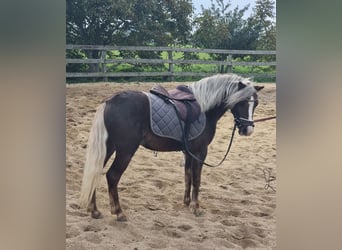 Meer ponys/kleine paarden, Ruin, 4 Jaar, 117 cm, Donkere-vos
