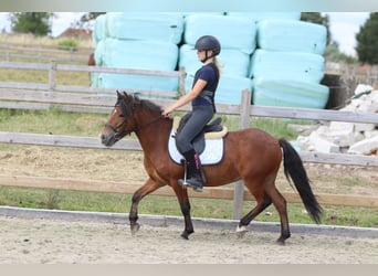 Meer ponys/kleine paarden, Ruin, 4 Jaar, 119 cm, Bruin