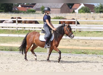 Meer ponys/kleine paarden, Ruin, 4 Jaar, 119 cm, Bruin