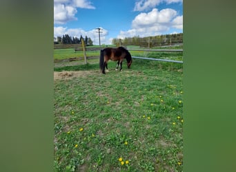 Meer ponys/kleine paarden, Ruin, 4 Jaar, 120 cm, Bruin