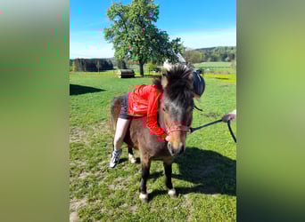 Meer ponys/kleine paarden, Ruin, 4 Jaar, 120 cm, Bruin