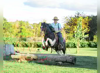 Meer ponys/kleine paarden, Ruin, 4 Jaar, 122 cm