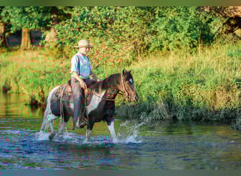 Meer ponys/kleine paarden, Ruin, 4 Jaar, 122 cm