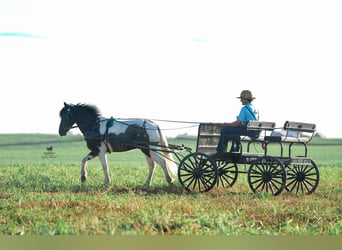 Meer ponys/kleine paarden, Ruin, 4 Jaar, 122 cm