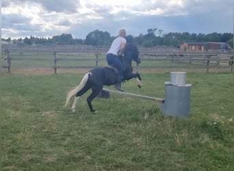 Meer ponys/kleine paarden, Ruin, 4 Jaar, 123 cm, Zwart