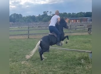 Meer ponys/kleine paarden, Ruin, 4 Jaar, 123 cm, Zwart
