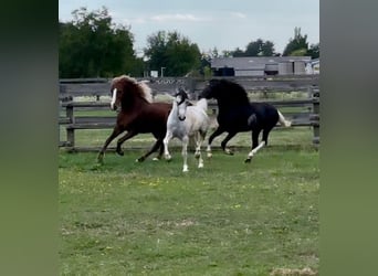Meer ponys/kleine paarden, Ruin, 4 Jaar, 123 cm, Zwart