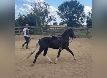 Meer ponys/kleine paarden, Ruin, 4 Jaar, 123 cm, Zwart
